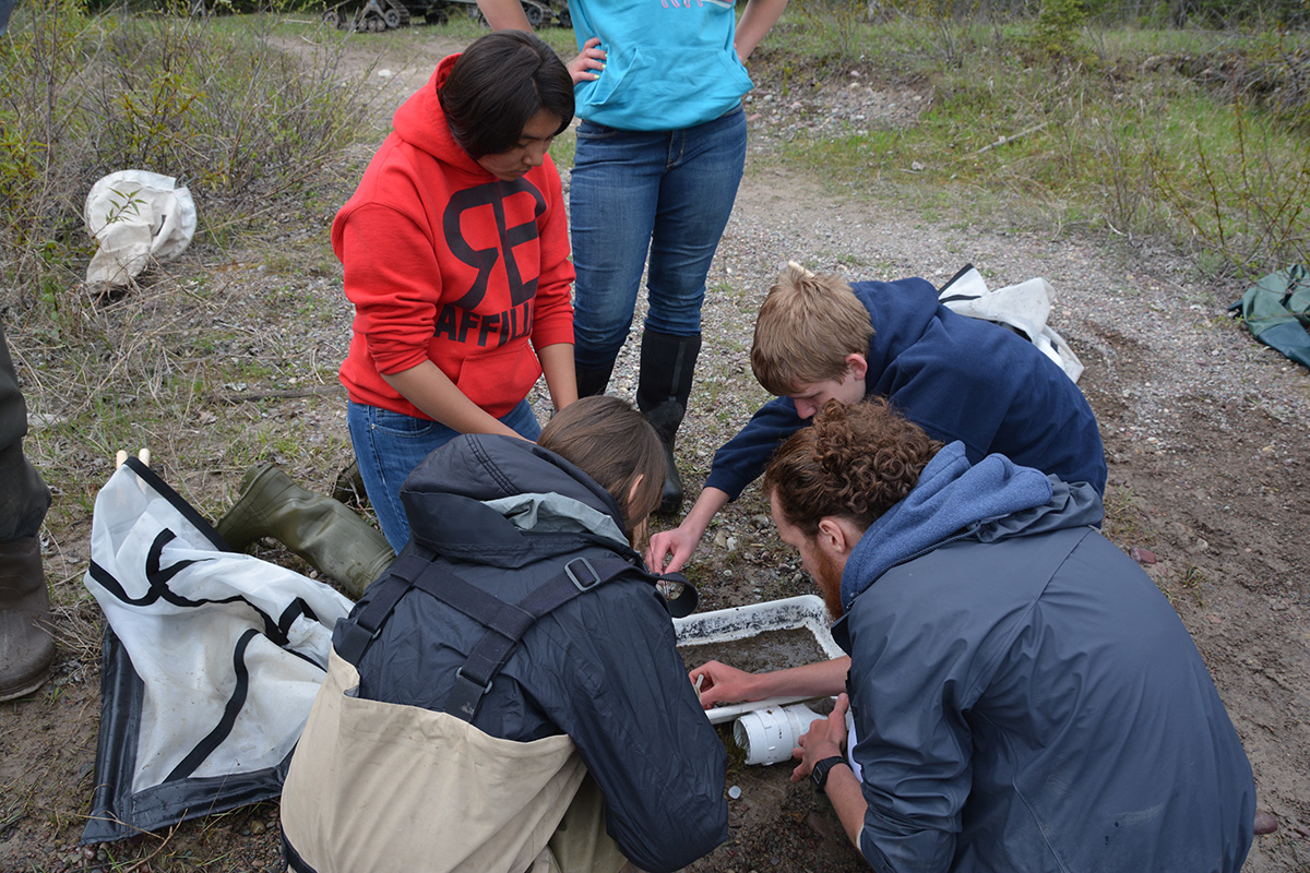 Students pick bugs from field samples