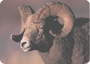 Bighorn sheep