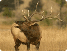 elk