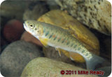 Juvenile Westslope cutthroat trout