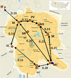 Population Connectivity In Yellowstone National Park