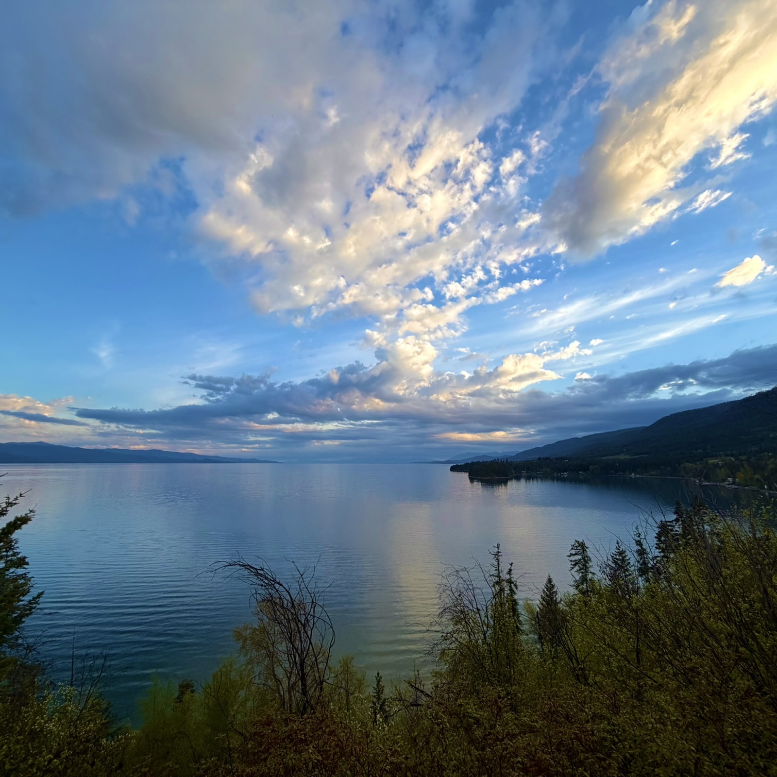 Sunrise view of a large lake with pine trees in the foreground.