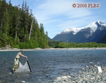 Kicknetting on the Kitlope River, B.C.