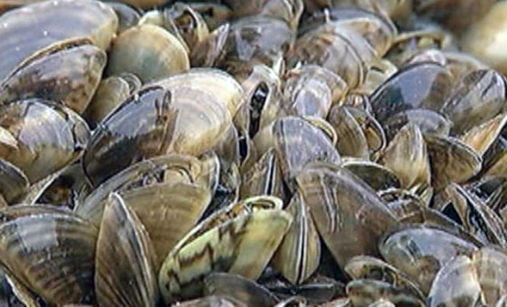Closeup of zebra mussels