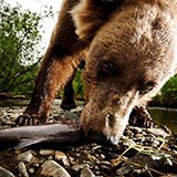 Field camera closeup of Kodiak brown bear eating a salmon