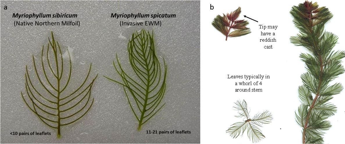 Visual differences between native and invasive milfoil