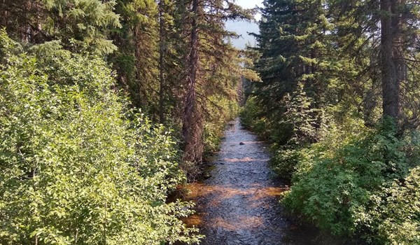 Stream with trees surrounding it