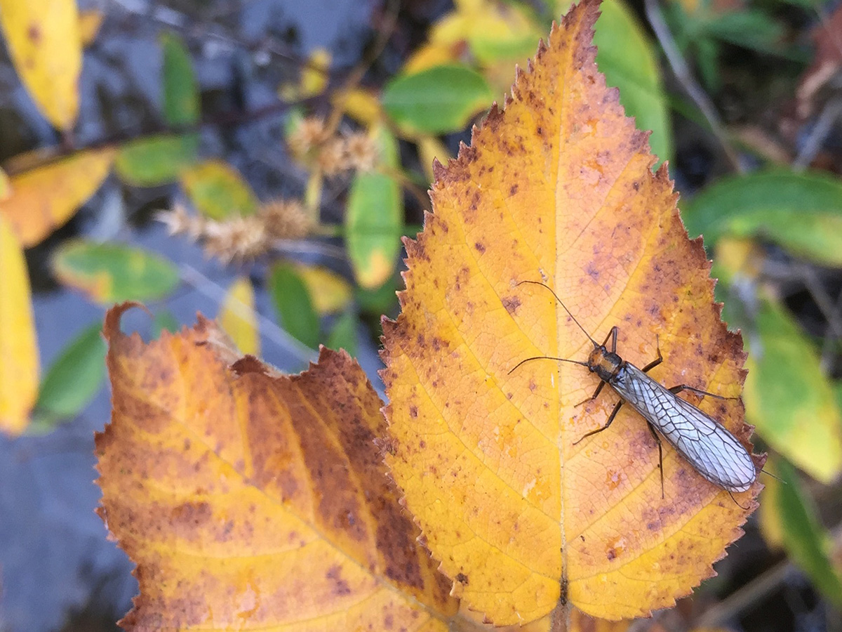 Adult stonefly on a yellowed autumn leaf