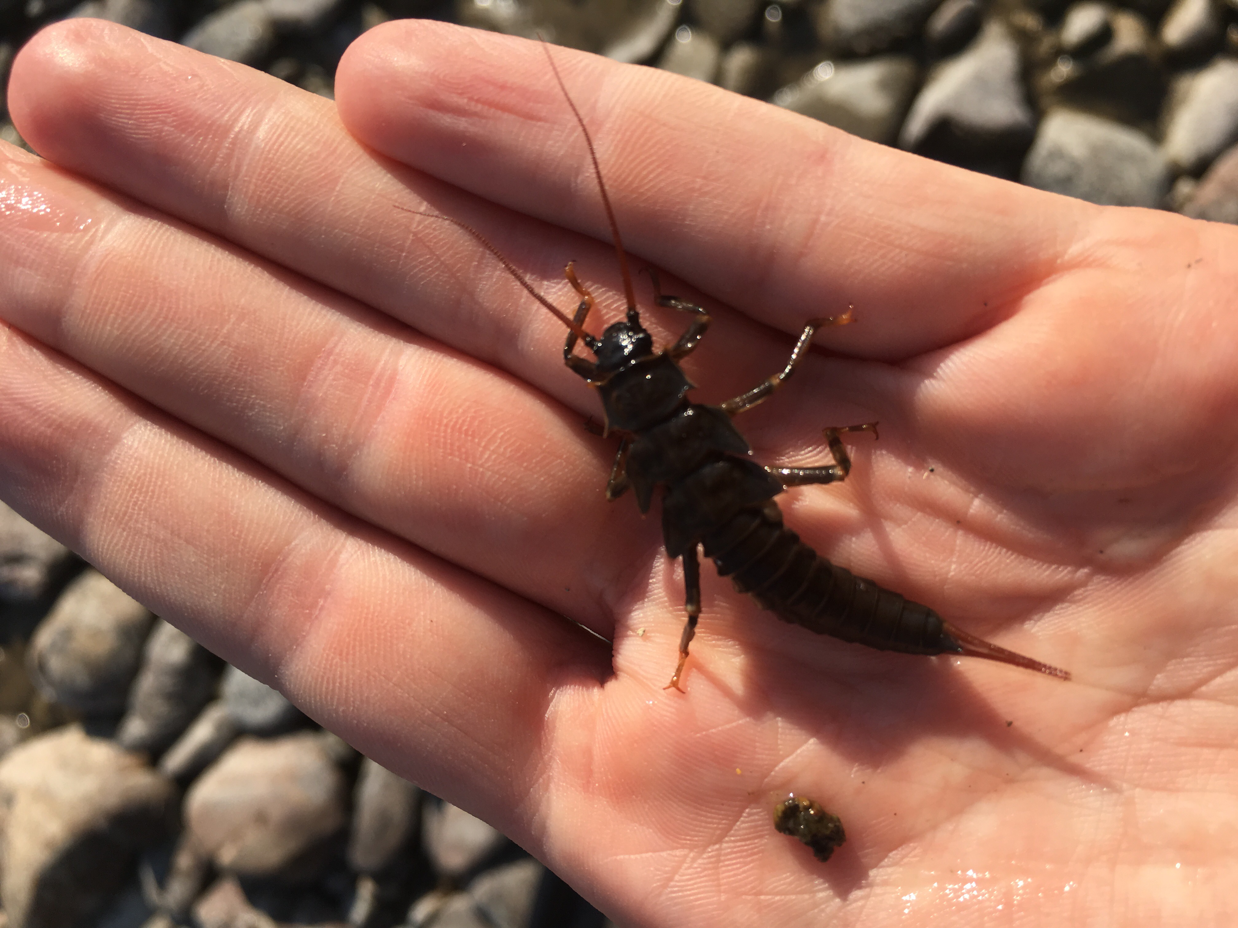 Stonefly pumped from a Nyack well