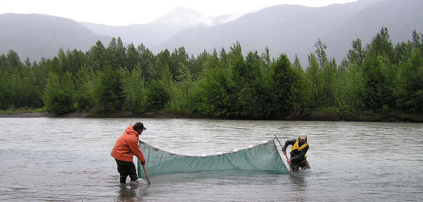 SaRON researchers seining in the Taku River in 2006.