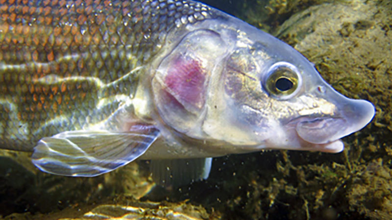 Mountain Whitefish