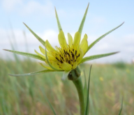 A yellow flower called Western Salsify (Tragopogon dubius).