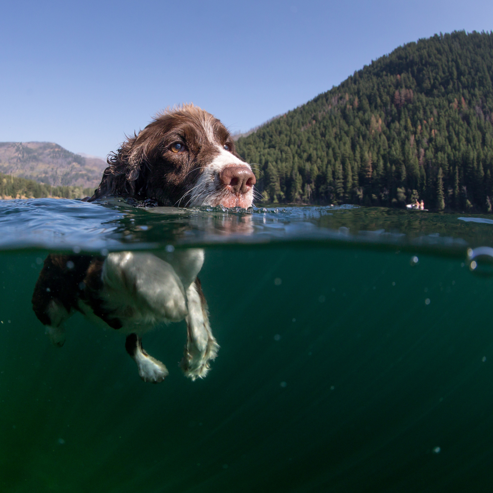 A dog swims in Flathead Lake