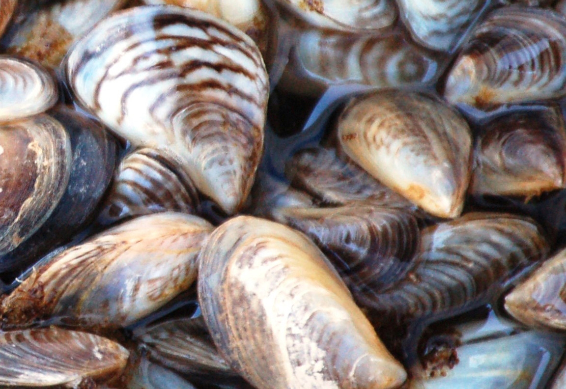 Zebra mussels, Dave Britton/USFWS, Public Domain, https://www.fws.gov/media/zebra-mussels