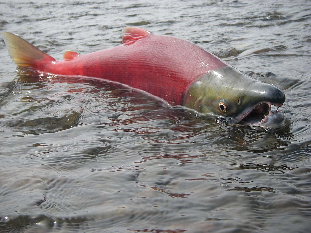 Sockeye salmon swimming in shallow water with top half above surface