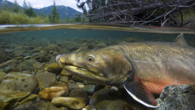 Bull Trout