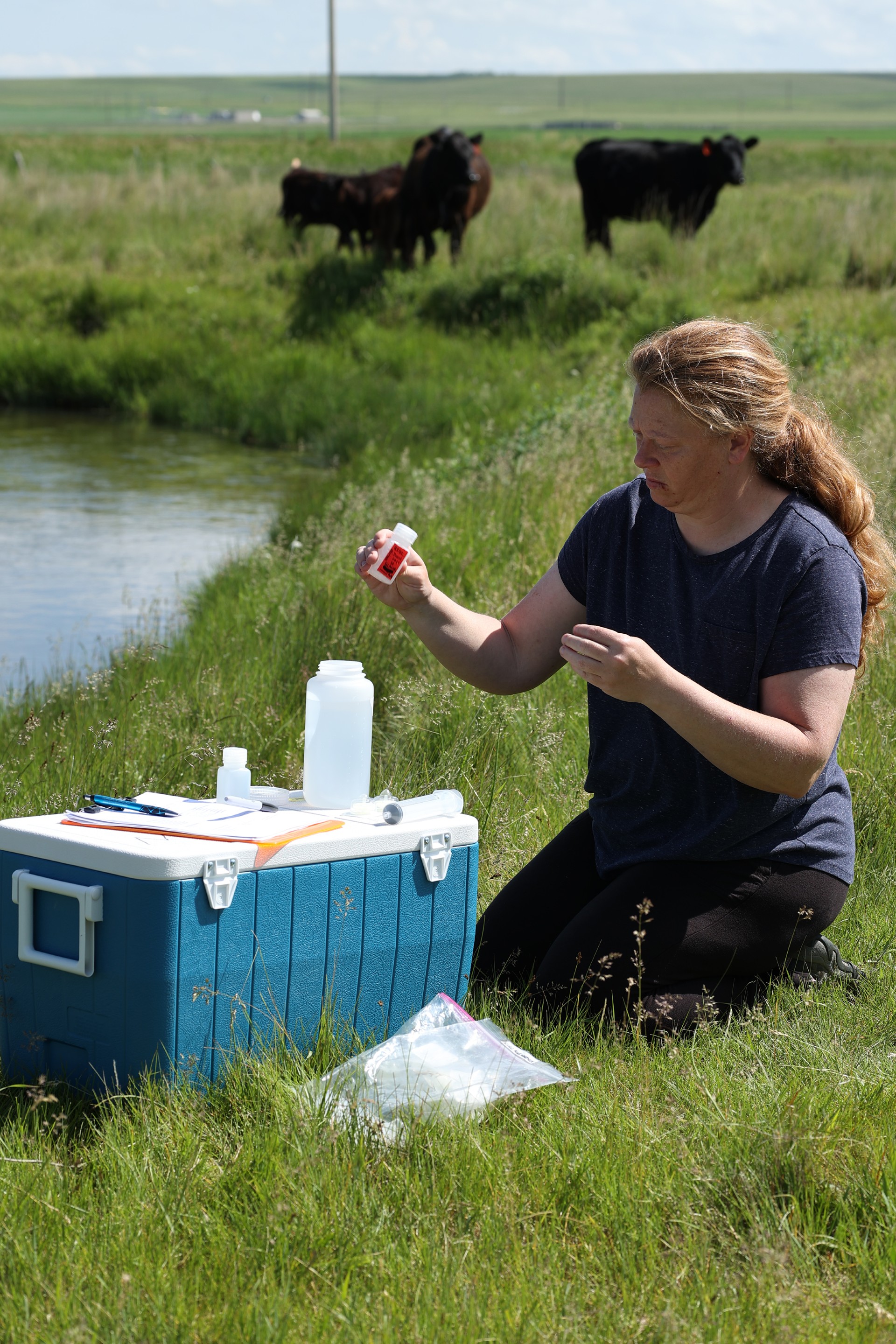 A Central Montana Resource Council member completing a Chain of Custody form and sorting water samples in a field with cattle in the background.