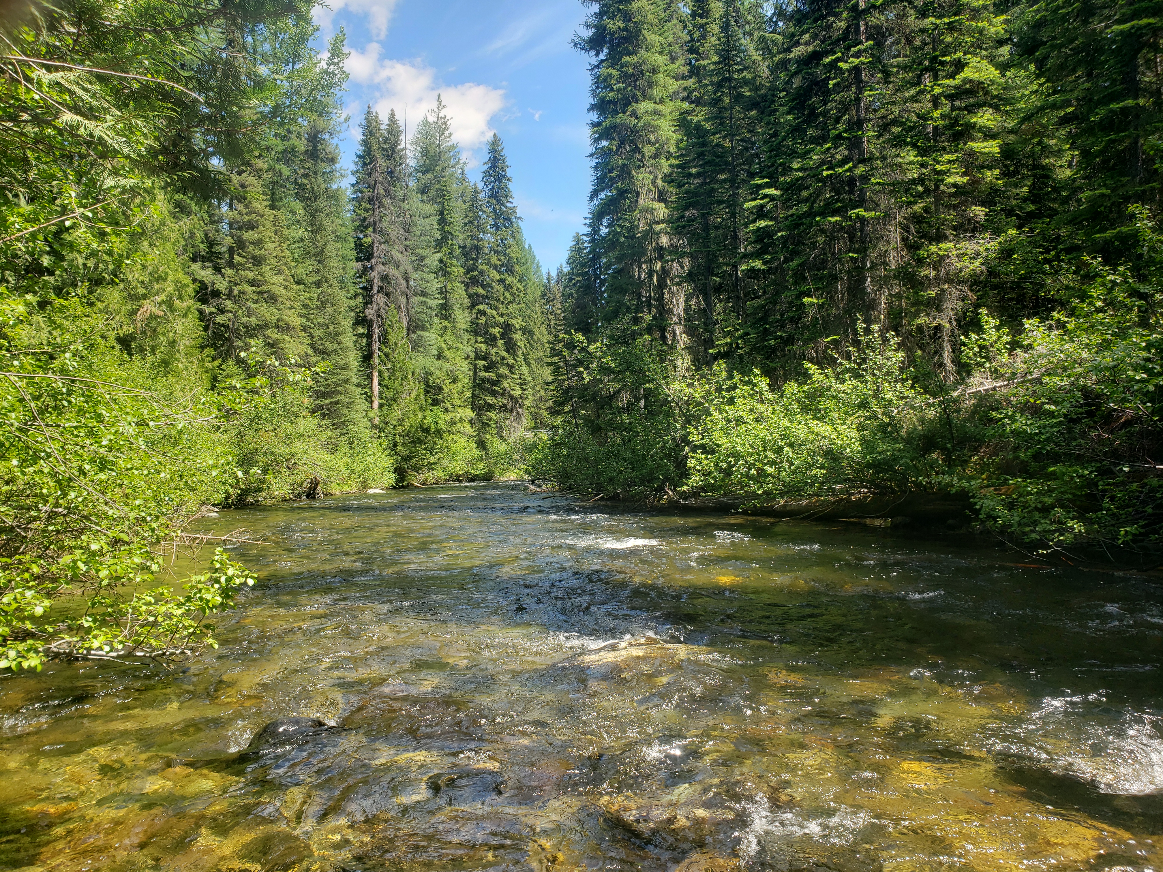 A river nestled within a forest in the Yaak Valley Forest area.