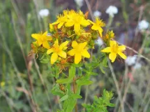 A flower with many small yellow clustered flowers called St. John’s Wort (Hypericum perforatum).