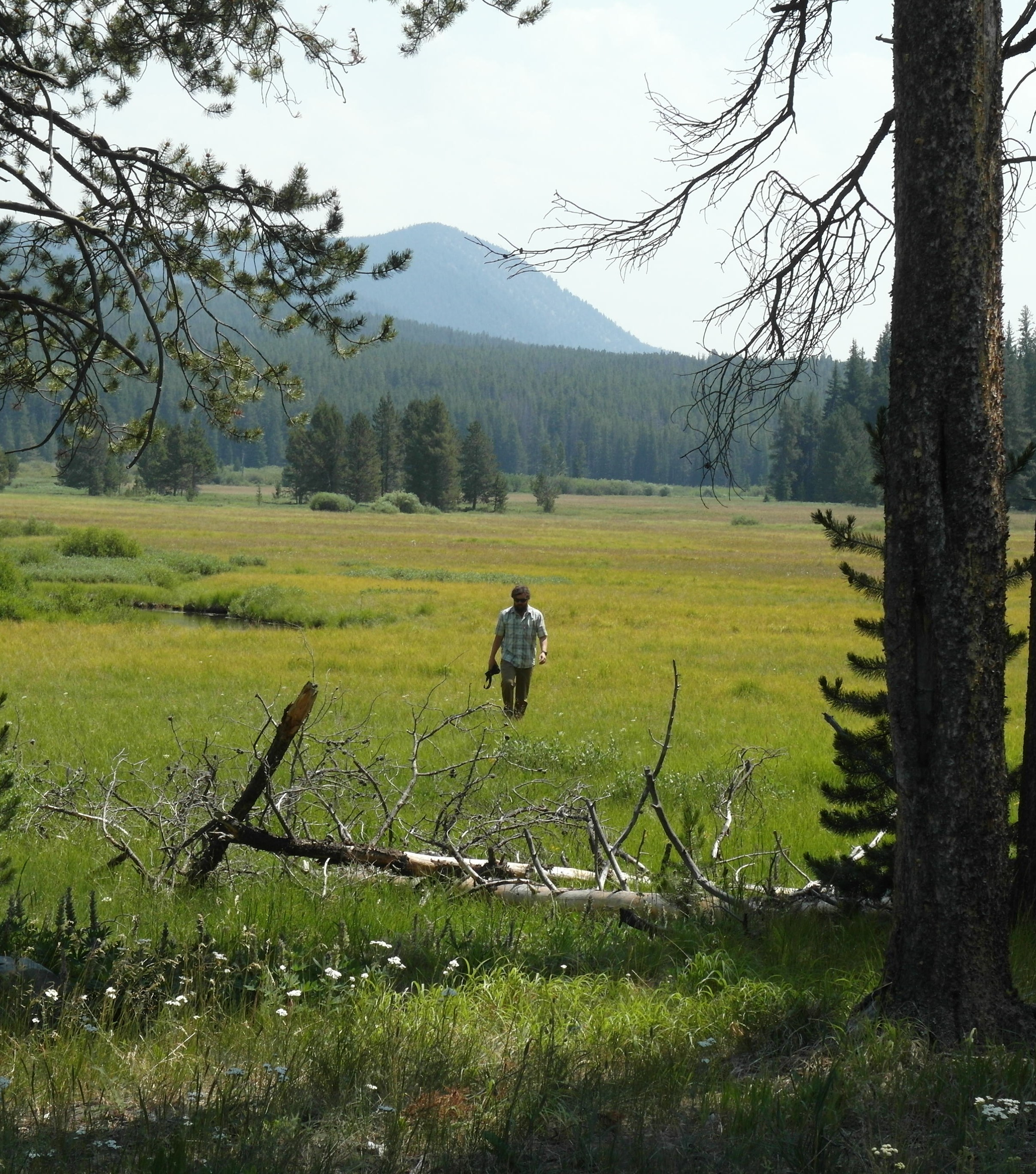 A Save Wild Trout member walking through a field with stream and mountain range in the background.