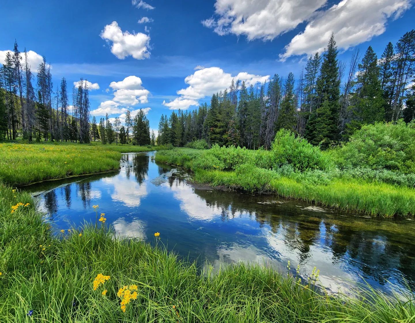 A river running through a field with trees in the background where Save Wild Trout collects samples.