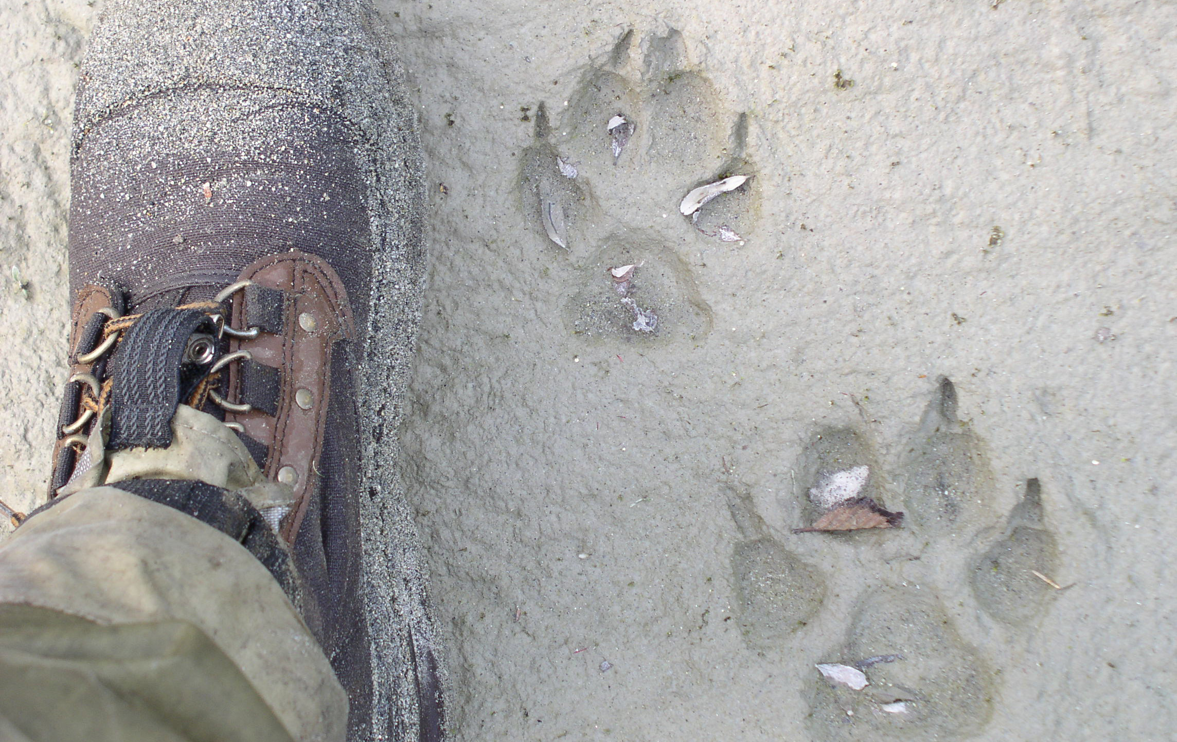 Wolf tracks in mud next to a researchers foot for scale