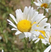A white flower with a yellow center called Oxeye Daisy (Leucanthemum vulgare).