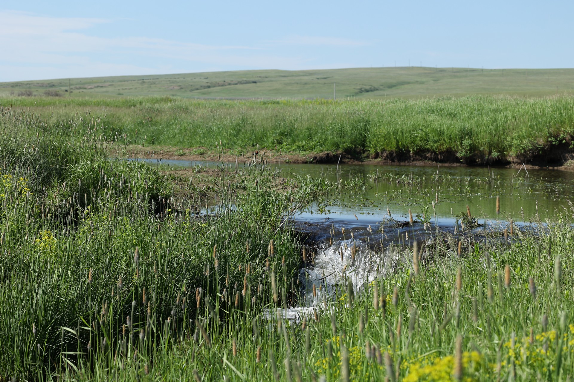 A river flowing through a field where Central Montana Resource Council will collect water samples.