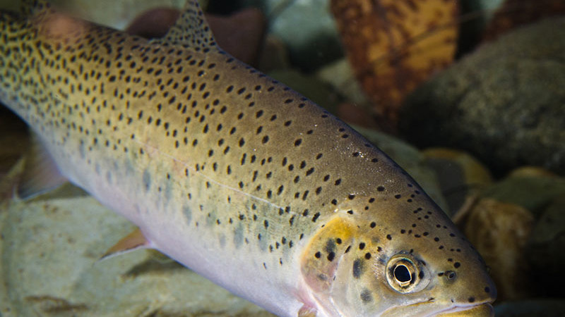 Westslope Cutthroat Trout