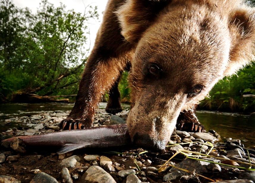 Game camera closeup of Grizzly Bear eating a salmon carcass along a stream