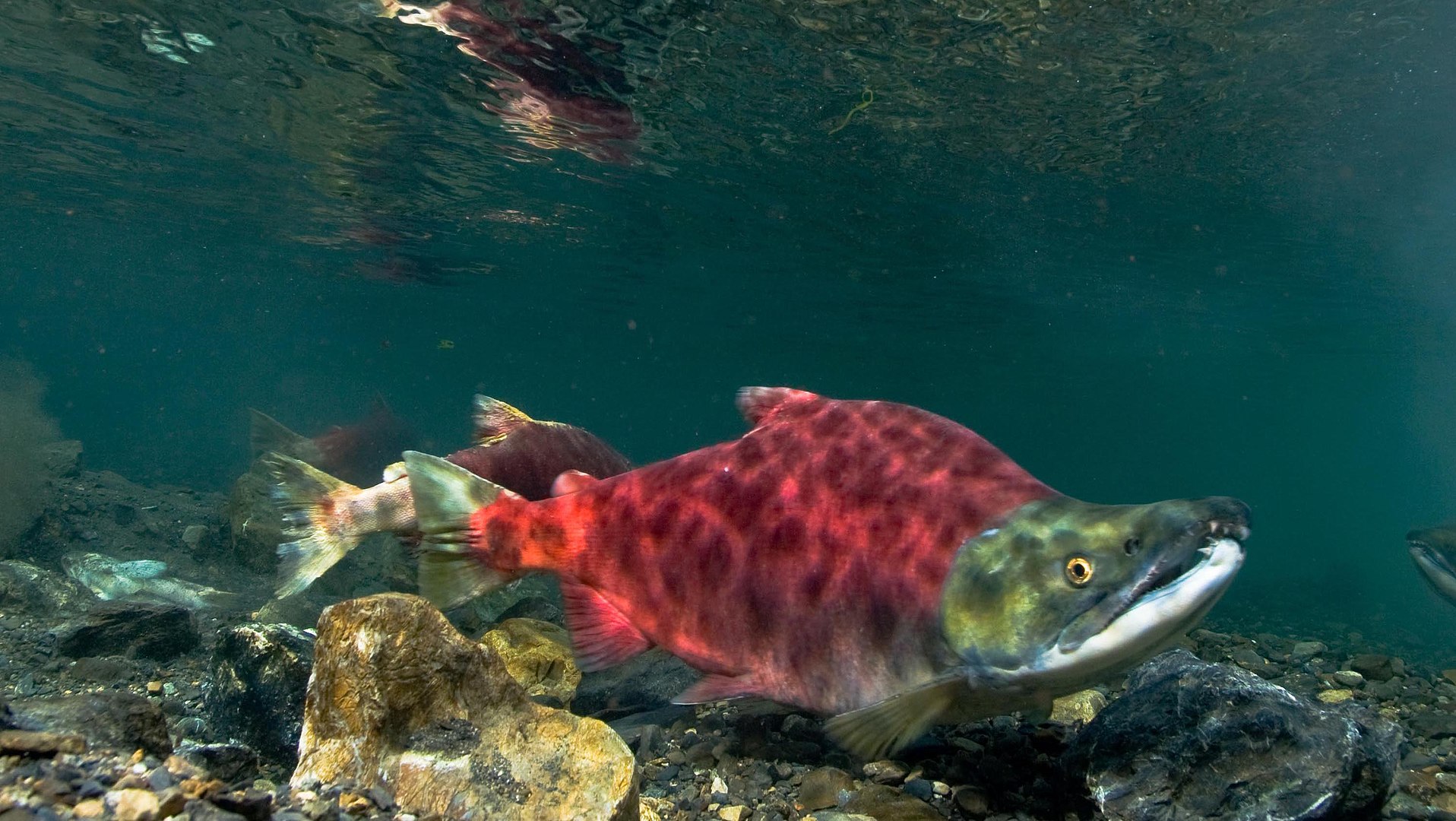 Under stream view of a sockeye salmon