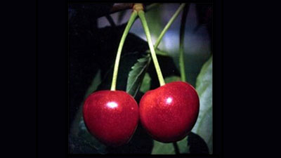 Flathead Lake Cherry Growers image of two cherries