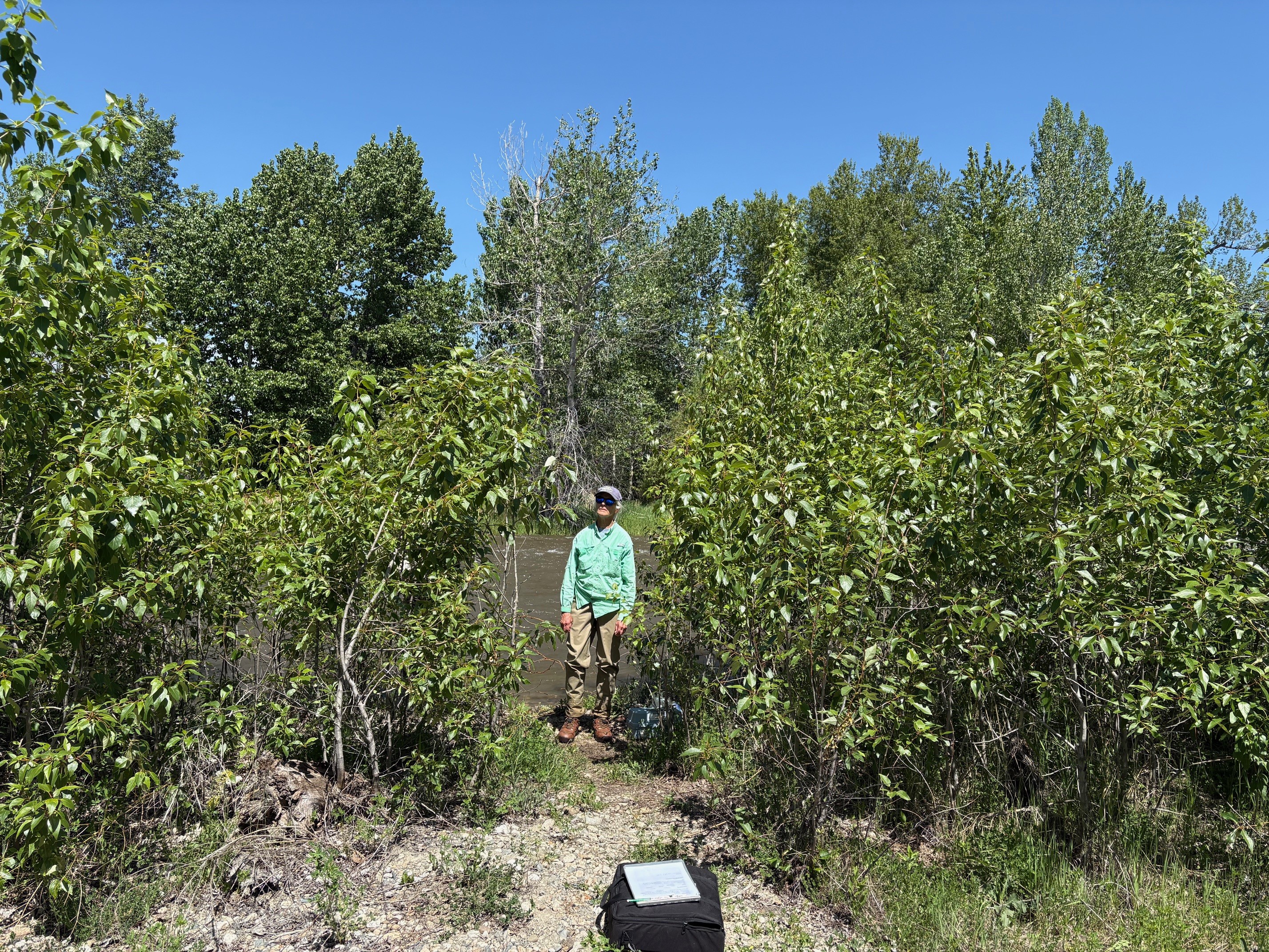 Carbon County Resource Council member standing among willow trees where a disturbance flood came through in earlier years.