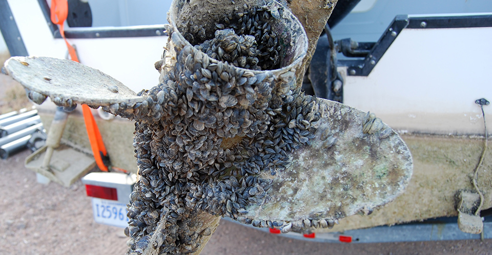 Comment on FWP AIS rules