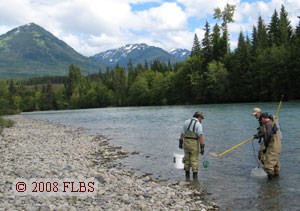 Three project members electrofish the Kalum River, B.C.