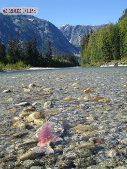 Salmon carcass returns nutrients to the ecosystem