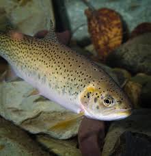 Trout Hybridization Research