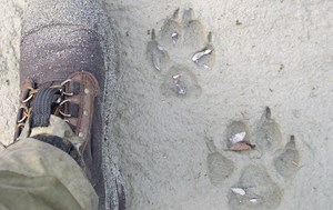 Wolf tracks in wet sand, Kitlope River, B.C.