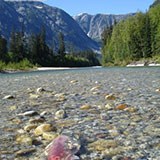 A sockeye carcass fuels the nutrient cycle in the Kitlope River, B.C.