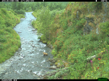 FLBS Kodiak grizzly research featured in PNAS