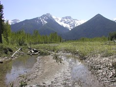 Floodplain springbrook on the Nyack floodplain