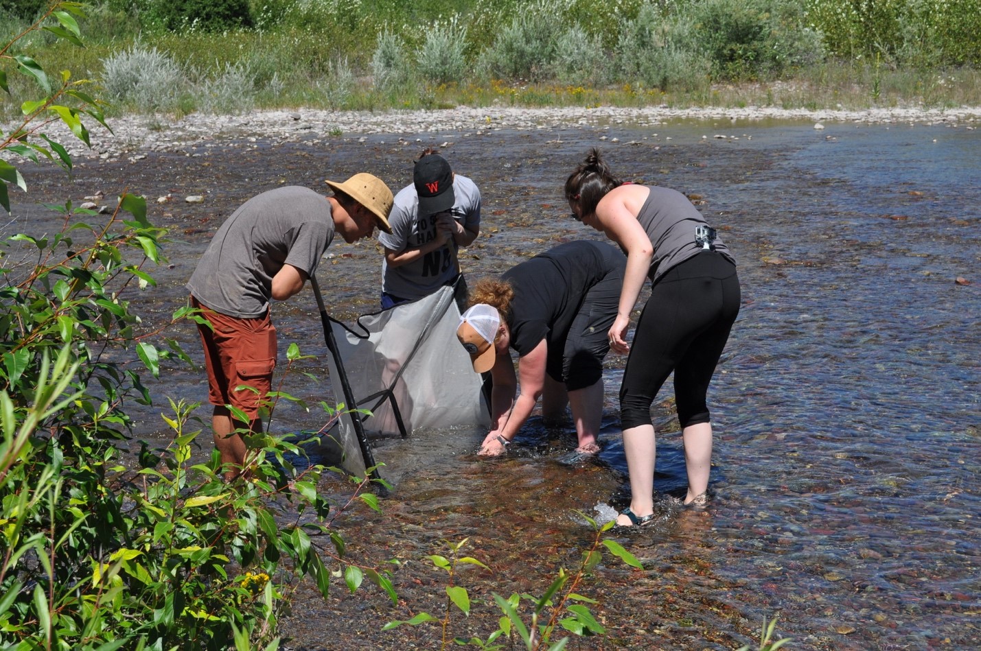 Demonstrating sample collection using a kicknet in a Flathead River side channel