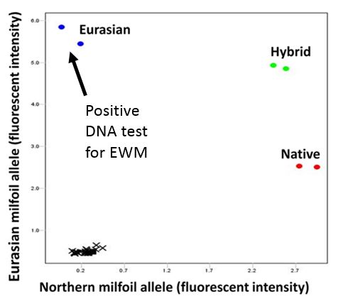 Реферат: Eurasian Milfoil Essay Research Paper We have