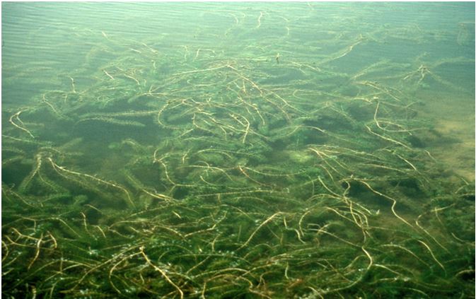 Density of Eurasian milfoil implies its impact on human activities