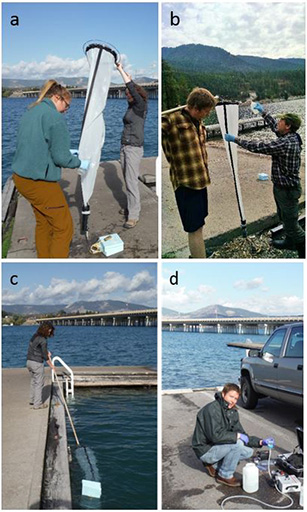 Volunteers collecting samples via nets and bottles