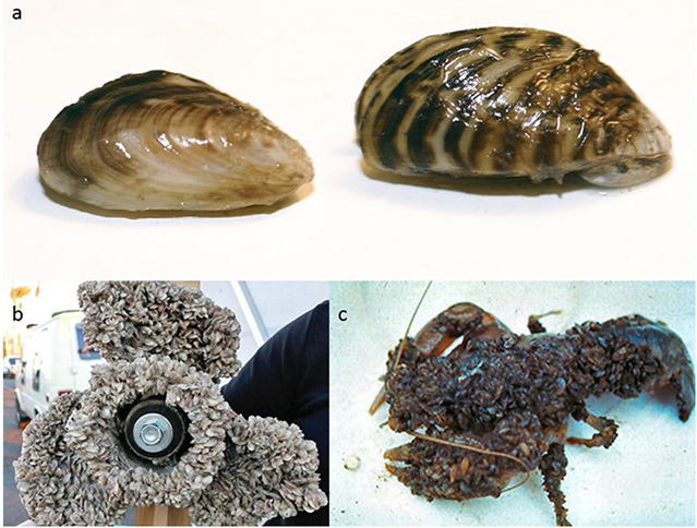 Comparison of quagga and zebra mussels, and a boat propeller and crayfish covered in mussels