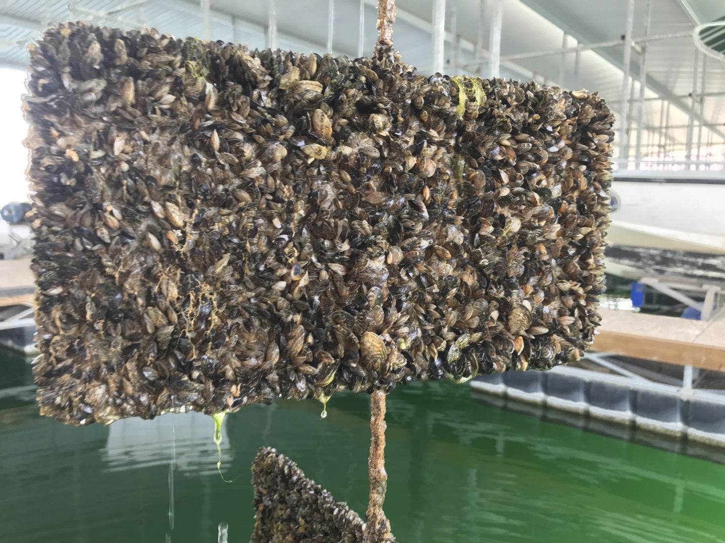 Zebra mussels coat entire surface of lake signage