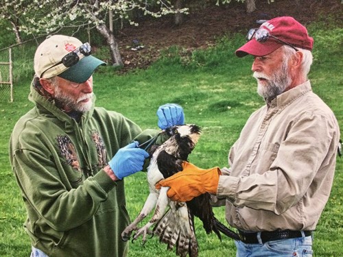 Don and Doug MacCarter working with an injured osprey in 2014