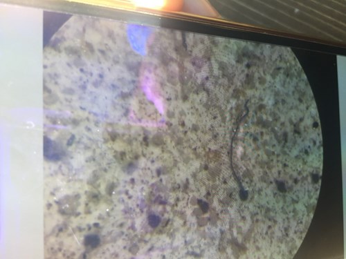 A suspicious fiber found in a deposition sample from Flathead Lake