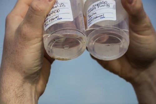 jars of phytoplankton from california rice fields